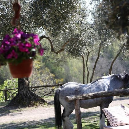 La Masseriola Agriturismo Caianello Vecchio Eksteriør billede