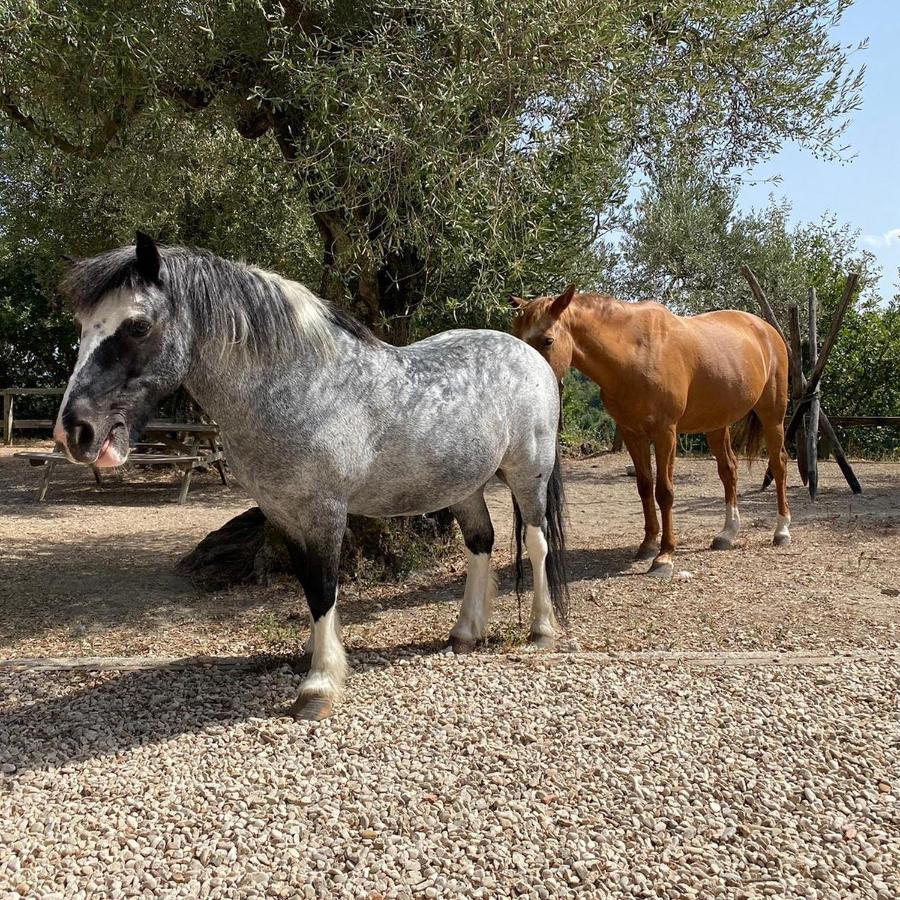 La Masseriola Agriturismo Caianello Vecchio Eksteriør billede