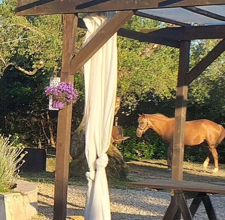 La Masseriola Agriturismo Caianello Vecchio Eksteriør billede