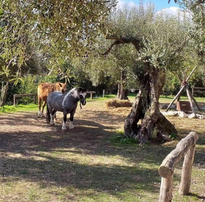 La Masseriola Agriturismo Caianello Vecchio Eksteriør billede