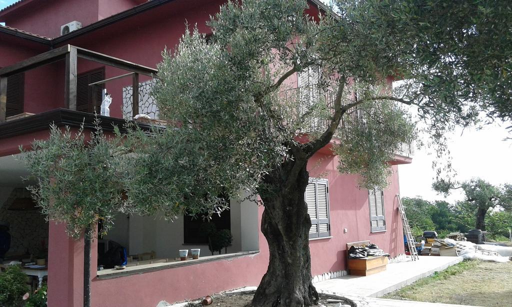 La Masseriola Agriturismo Caianello Vecchio Eksteriør billede