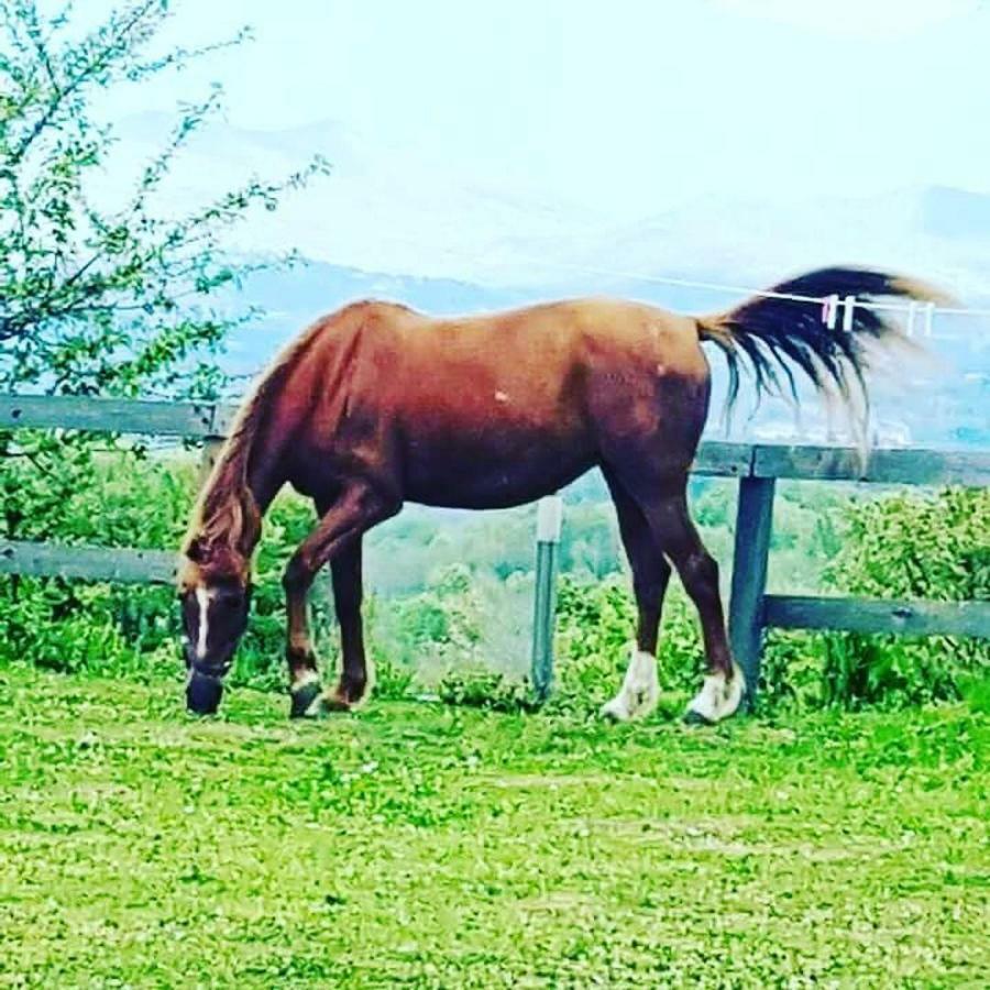 La Masseriola Agriturismo Caianello Vecchio Eksteriør billede